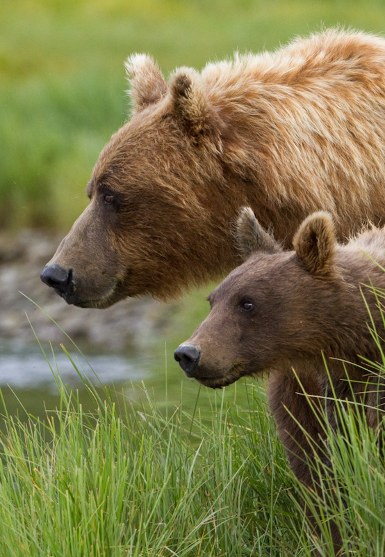 Grizzly Bear Sow And Cubs